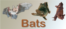 Bats Banner